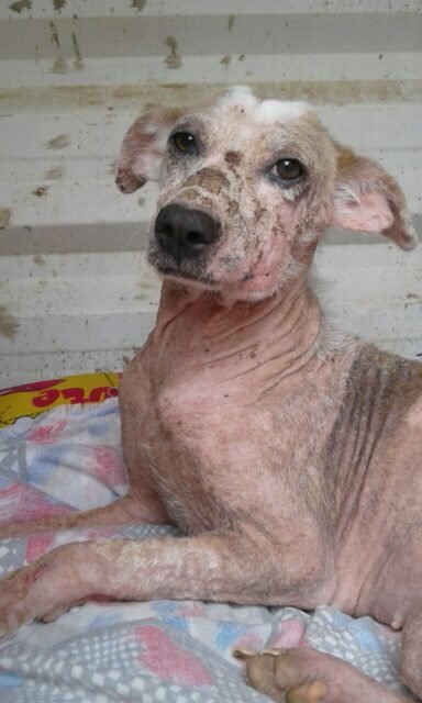 Cachorro com feridas na pele