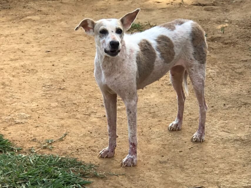 Cachorro com a pele curada